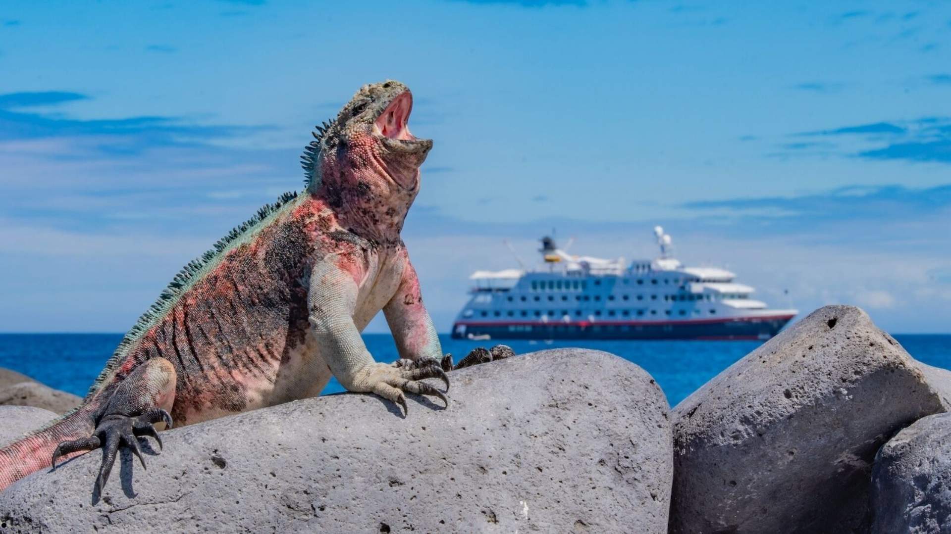 Galápagos expedition cruise and wildlife voyage