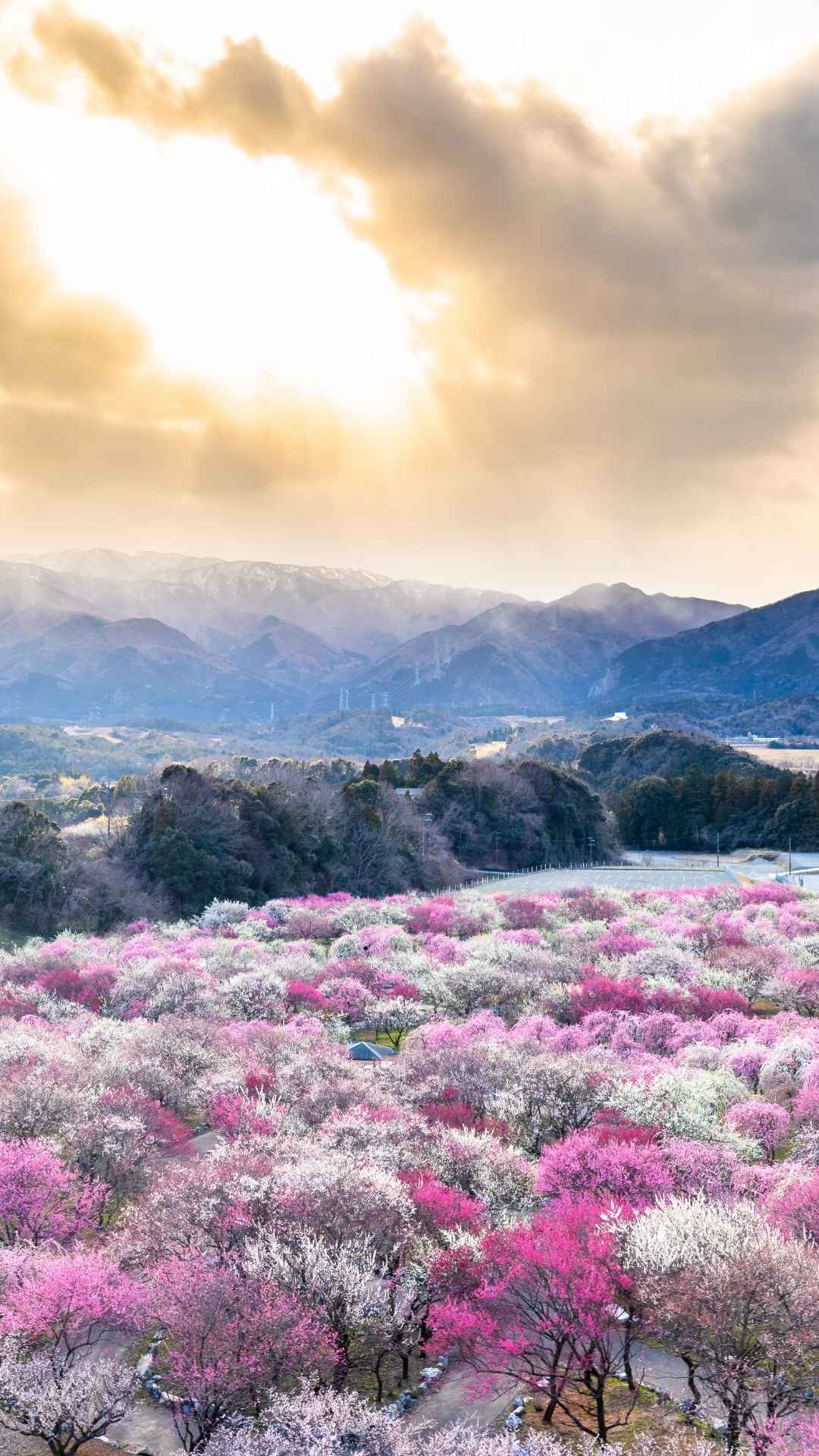 A flower-filled Japanese valley in spring